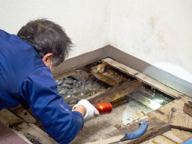 Best Emergency Mold Remediation in Prescott Valley, AZ