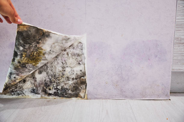 Best DIY Mold Remediation Support Services in Prescott Valley, AZ